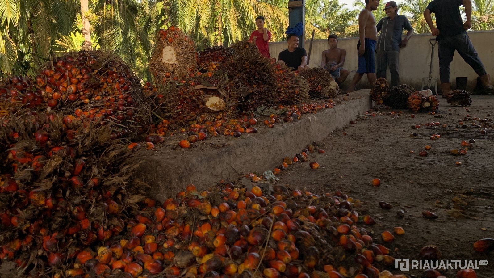 Harga TBS Kelapa Sawit Mitra Swadaya Pekan Ini Capai Rp3.842 per Kilogram