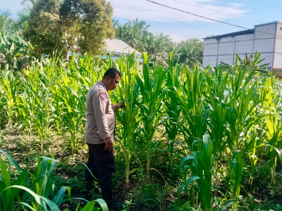 Dukung Ketahanan Pangan, Bhabinkamtibmas Polsek Rimba Melintang Pantau Pertumbuhan Jagung di Harapan Jaya