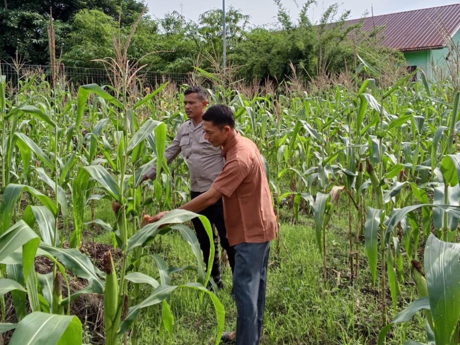 Polsek Rimba Melintang Rutin Pantau Jagung Ketahanan Pangan di PT GMR
