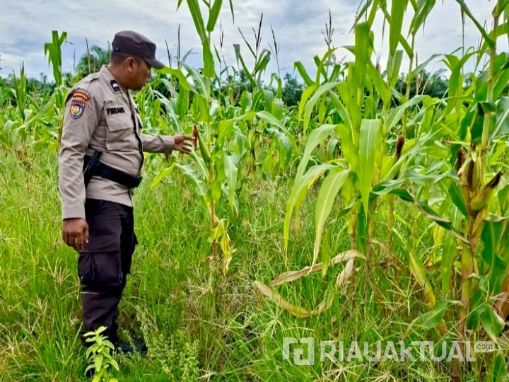 Polsek Rimba Melintang Cek Lahan Ketahanan Pangan Jagung di Lenggadai Hilir