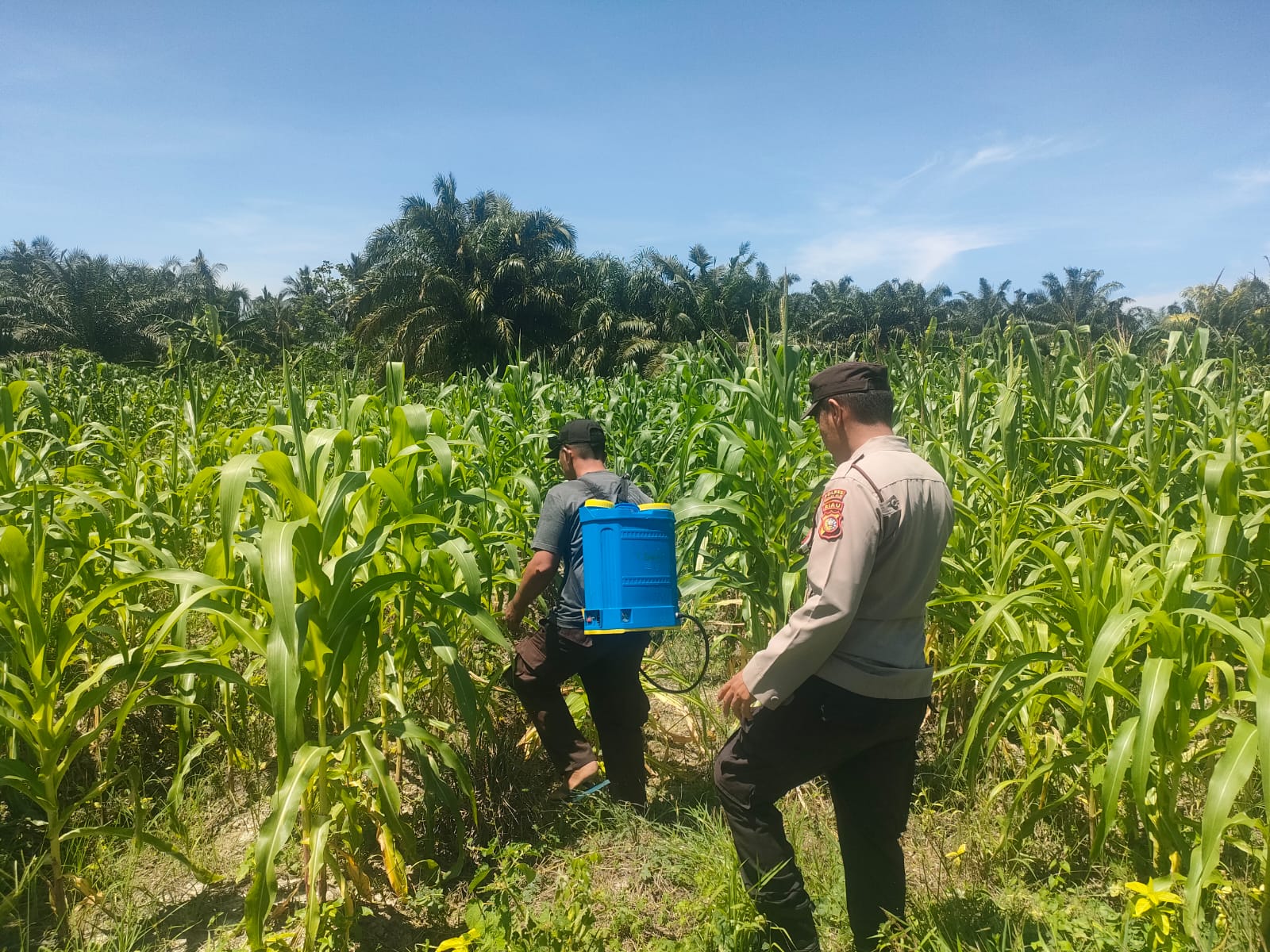 Polsek Rimba Melintang Pantau Perkembangan Jagung Ketahanan Pangan di Jalan Al Munawarah