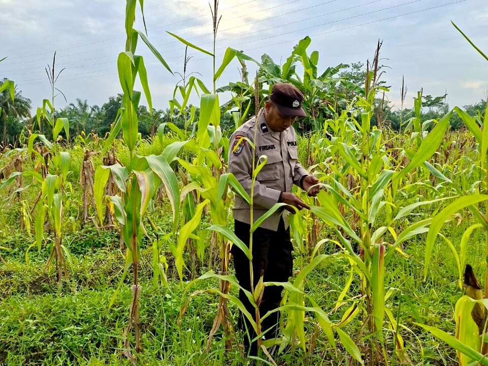 Bhabinkamtibmas Polsek Rimba Melintang Cek Lahan Jagung Ketahanan Pangan