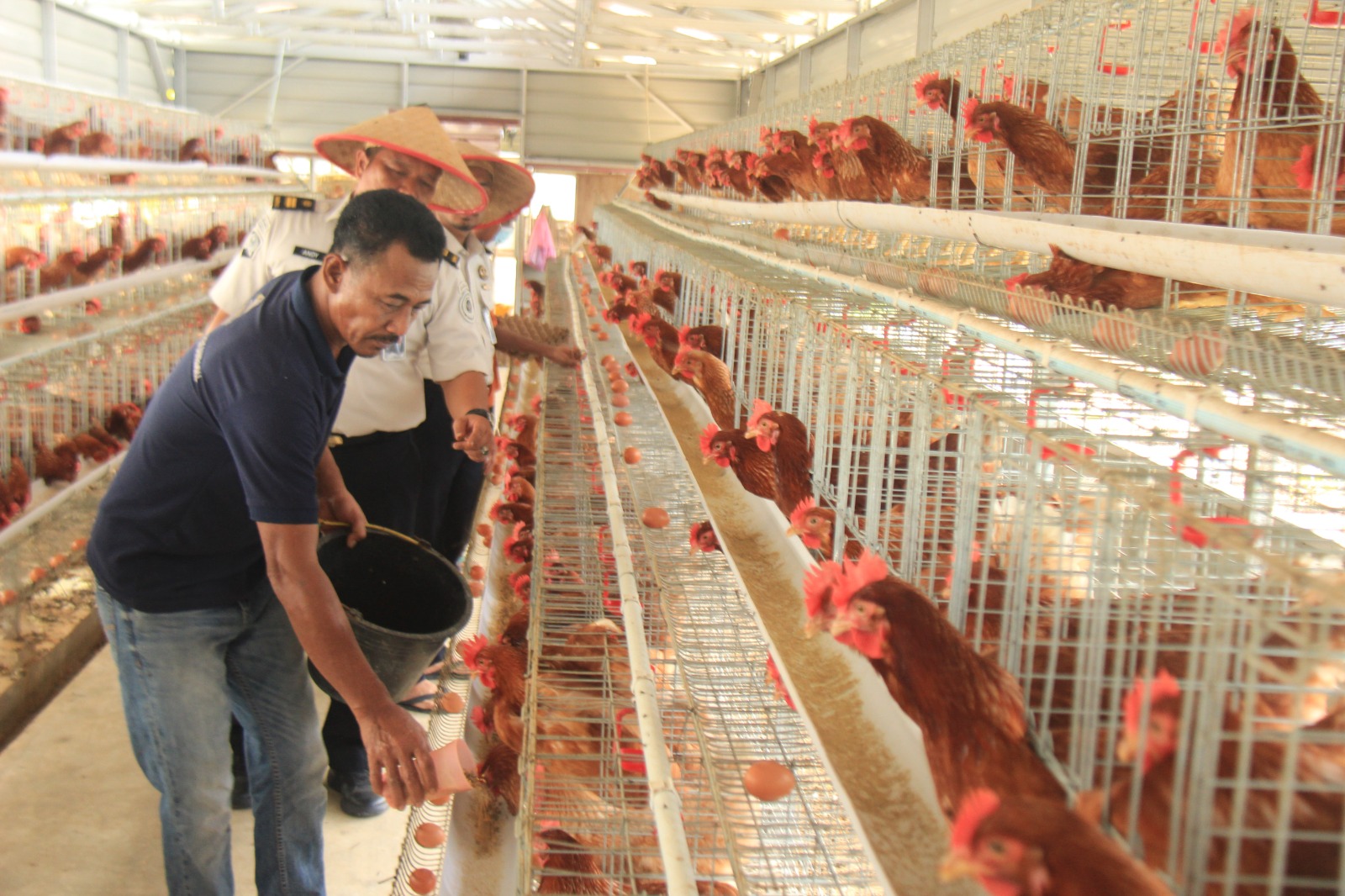 Meski di Lahan Sempit, Lapas Pekanbaru Mampu Hasilkan 800 Butir Telur Ayam per Hari