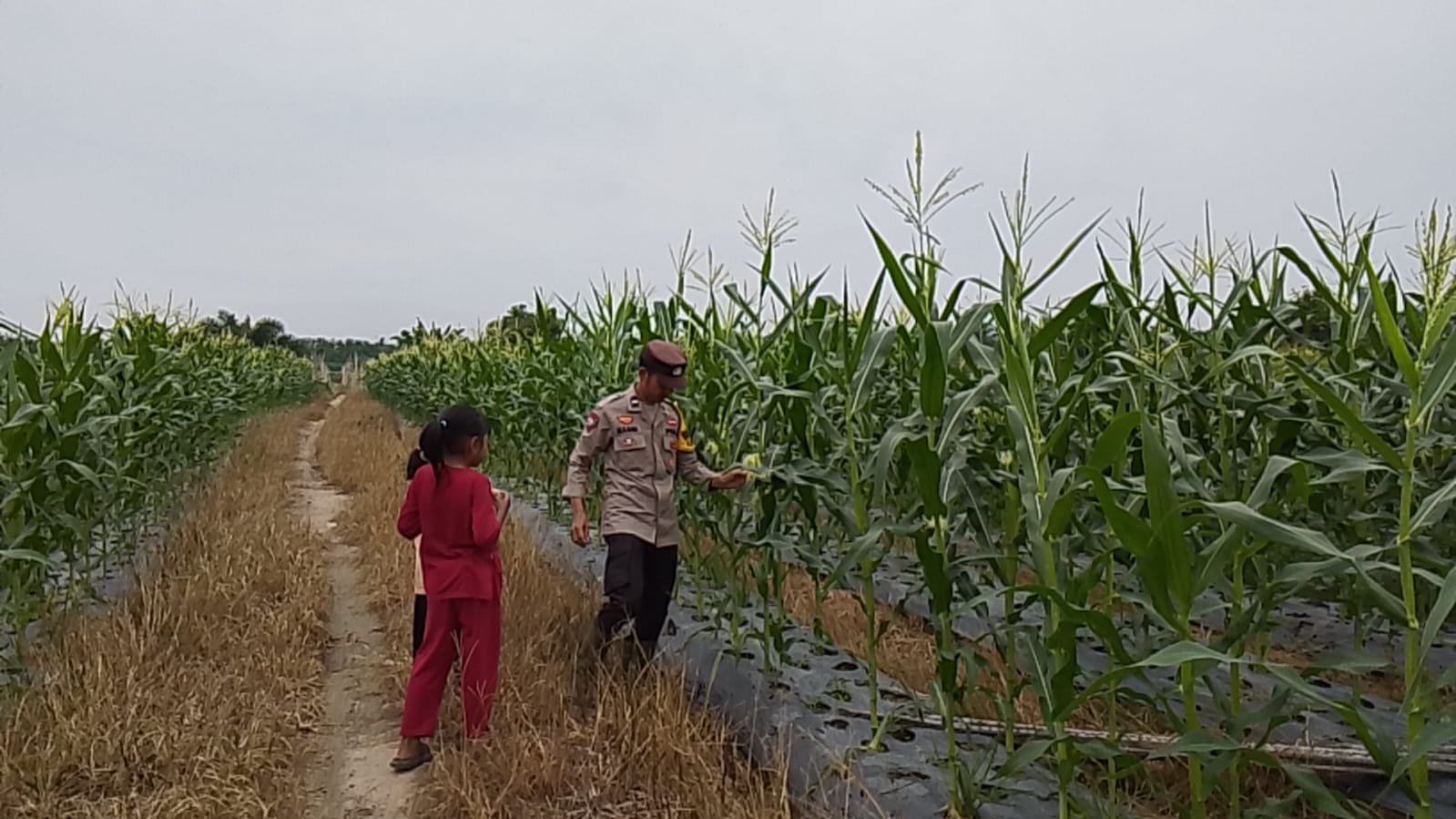 Bhabinkamtibmas Polsek Rimba Melintang Monitoring Lahan Jagung Binaan