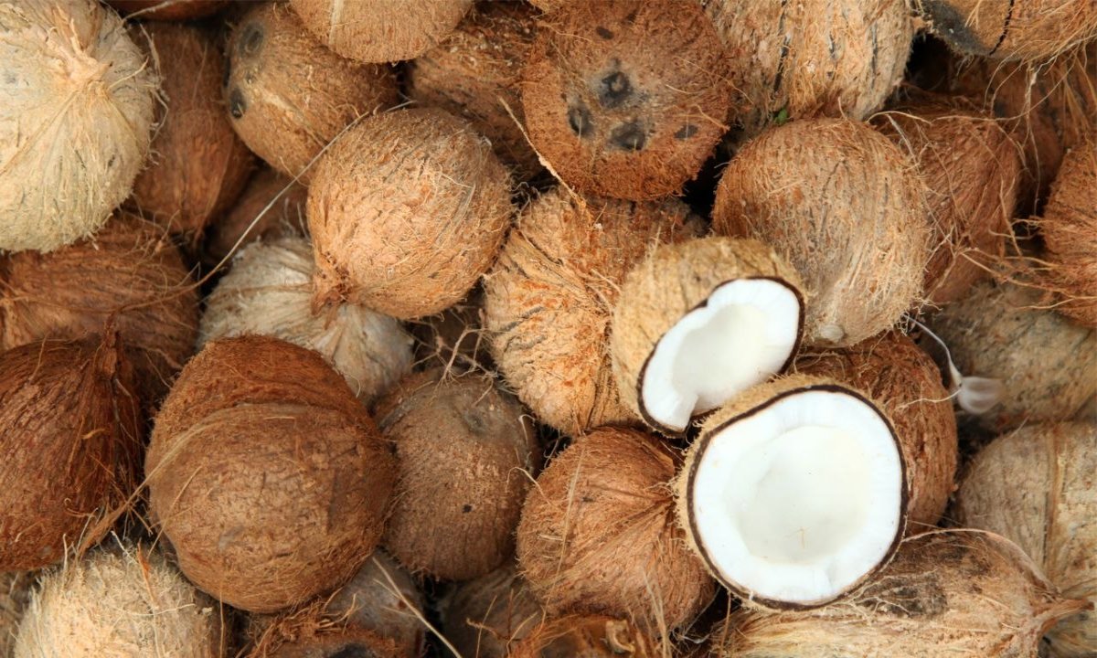 Harga Kepala di Inhil Anjlok, DPRD Riau Minta Penetapan Harga Objektif