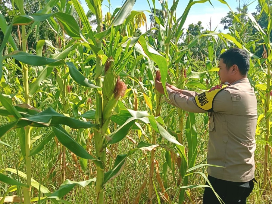 Ketahanan Pangan Jagung di Belakang Kantor Polsek Rimba Melintang Dipantau