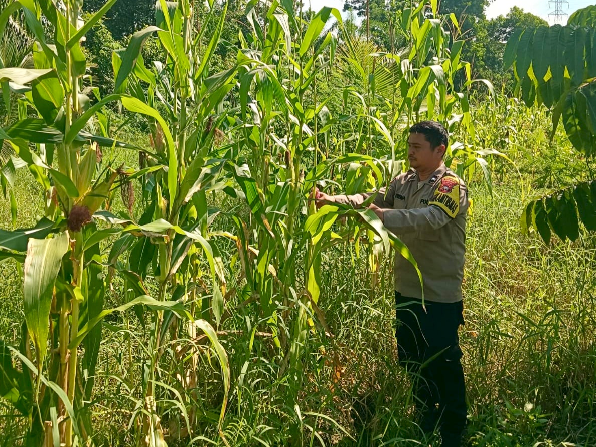 Polsek Rimba Melintang Cek Perkembangan Jagung Ketahanan Pangan di Lahan 2 Hektare