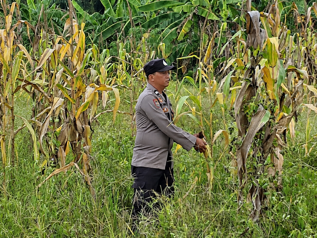 Jelang Panen 24 Juli, Polsek Rimba Melintang Pantau Perkembangan Jagung Ketahanan Pangan