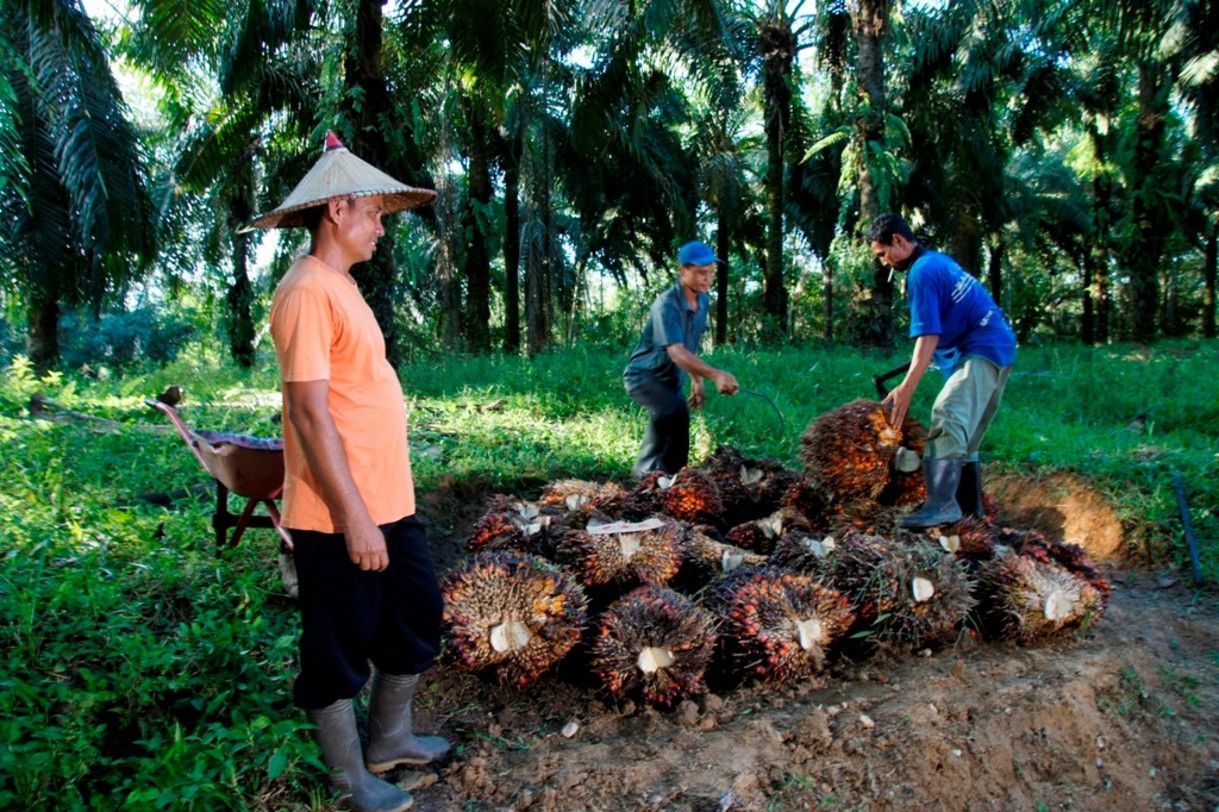 Kementan Ancam 139 PKS, PTPN IV PalmCo Pastikan Serapan Sawit Petani Tetap Berjalan