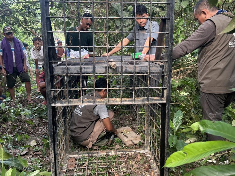 Beruang Berkeliaran Dekat Rumah Warga Kampar, BBKSDA Riau Pasang Box Trap