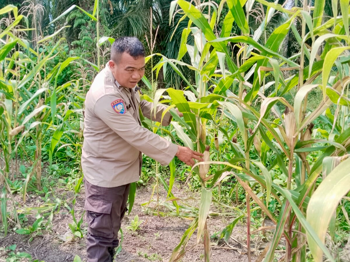 Bhabinkamtibmas Polsek Rimba Melintang Pantau Pertumbuhan Jagung Ketahanan Pangan di Harapan Jaya