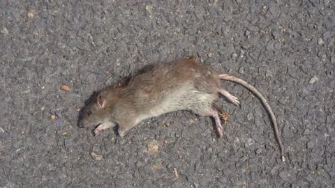 Tak Banyak yang Tahu, Bangkai Tikus di Jalan Bisa Jadi Ancaman Kesehatan Serius