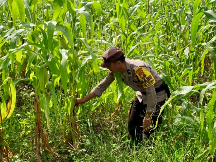 Bhabinkamtibmas Polsek Rimba Melintang Monitoring Program Ketahanan Pangan Nasional
