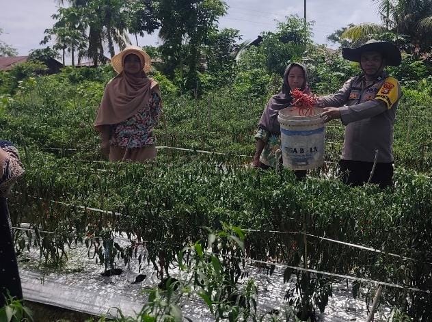 Dukung Ketahanan Pangan, Polisi di Rohil Turun ke Kebun Dampingi Petani Cabai 