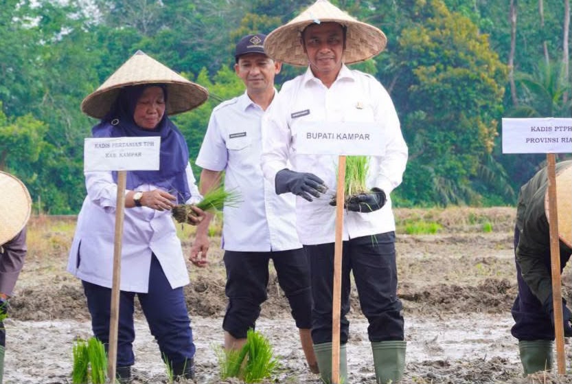 Canangkan Gerakan Tanam Padi Sawah, Bupati Kampar Dorong Swasembada Pangan Lewat Pertanian Modern