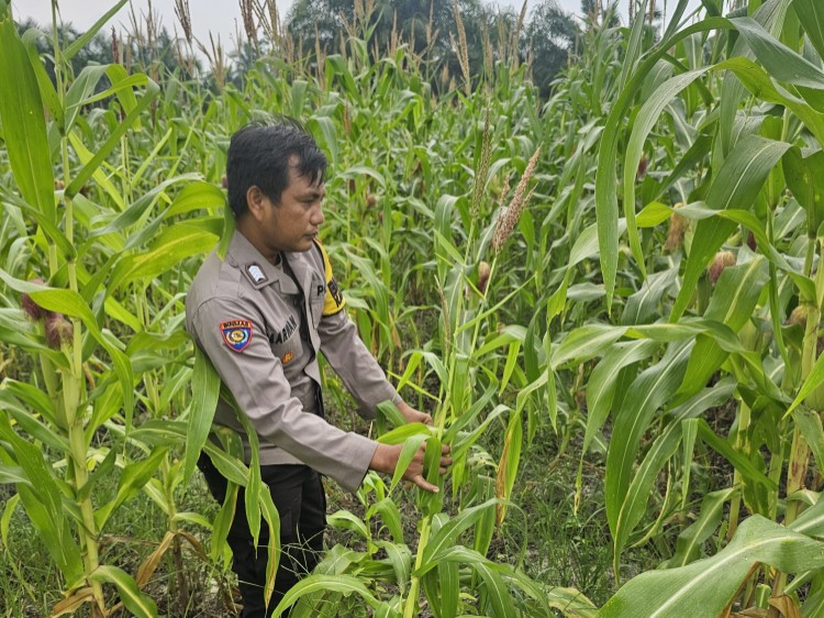 Polsek Rimba Melintang Pantau Perkembangan Jagung Ketahanan Pangan di Mukti Jaya