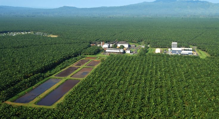 Anomali Harga TBS, 300 Perusahaan Sawit Akan Diperiksa