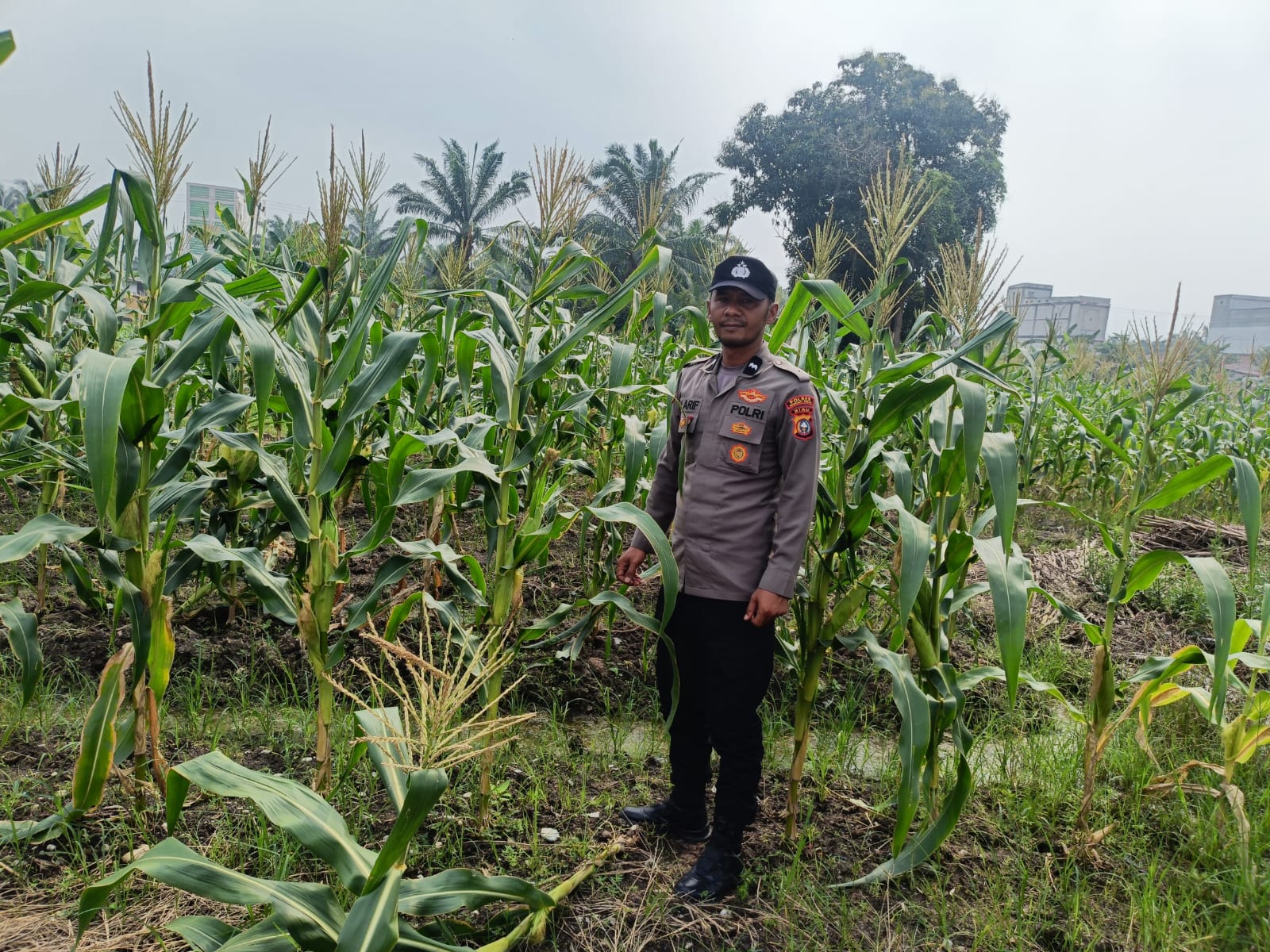 Bhabinkamtibmas Bangko Pusako Sambangi Petani, Dukung Swasembada Pangan