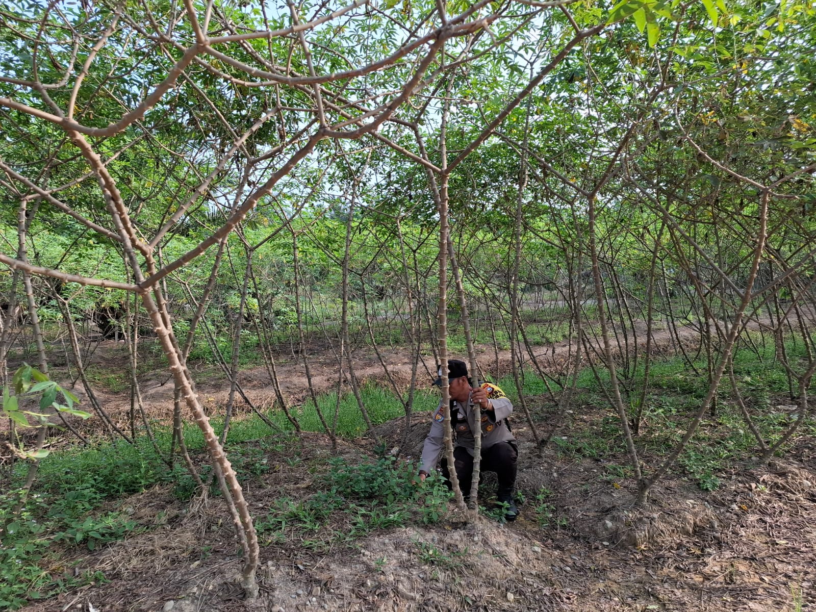 Program Polisi Cinta Petani, Bhabinkamtibmas Bangko Pusako Sambangi Petani Singkong