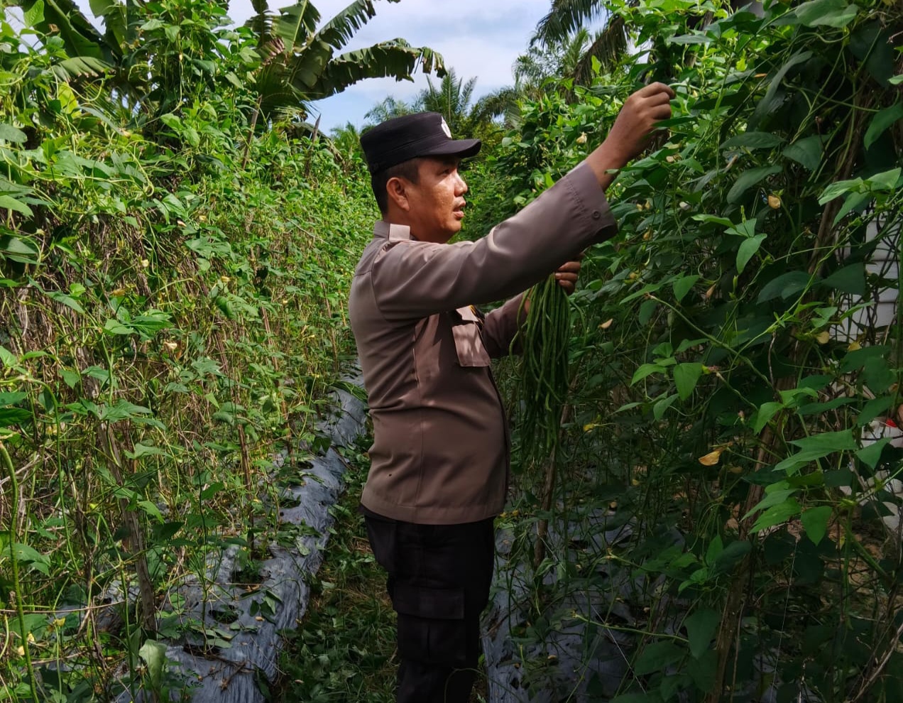 Dukung Swasembada Pangan, Polisi di Rohil Turun Sambangi Petani