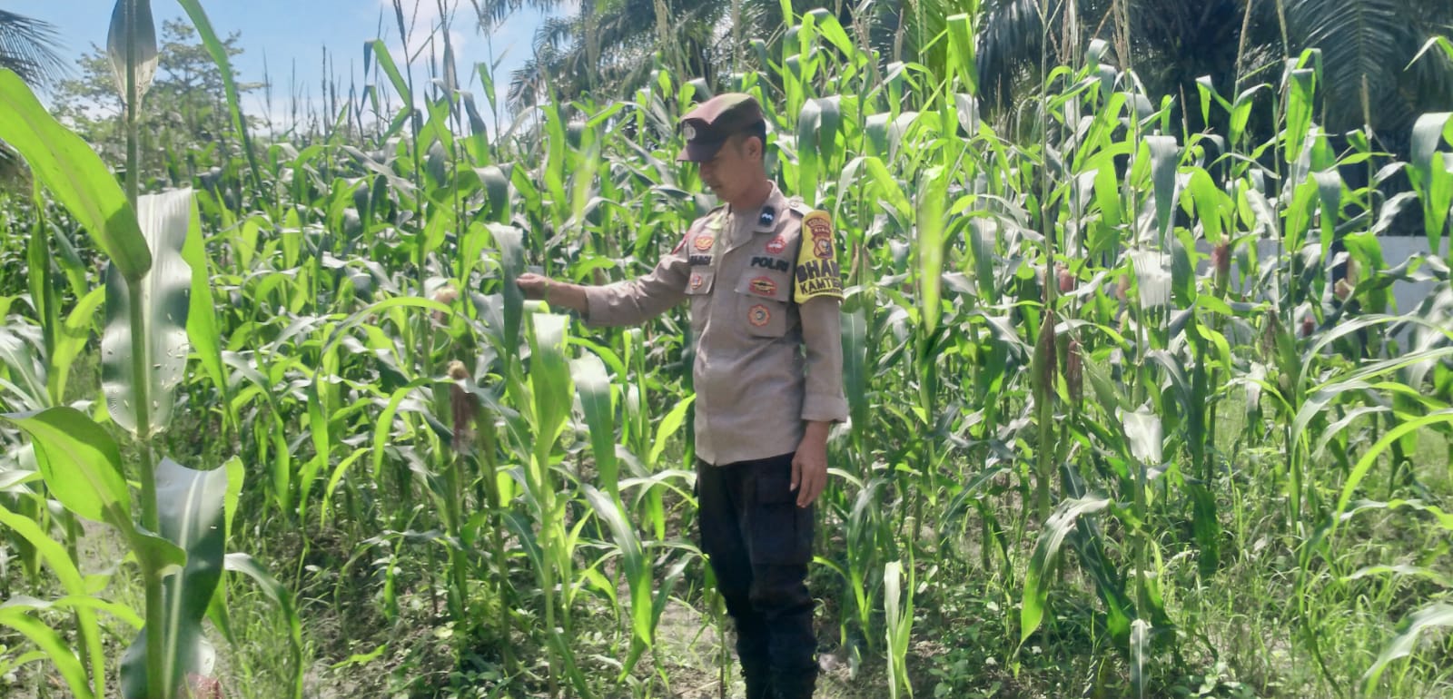 Polsek Rimba Melintang Cek Perkembangan Jagung Program Ketahanan Pangan di Lahan 0,5 Hektare