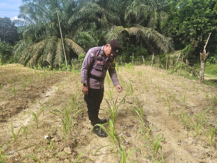 Polsek Rimba Melintang Pantau Pertumbuhan Jagung Ketahanan Pangan di PT GMR Rohil
