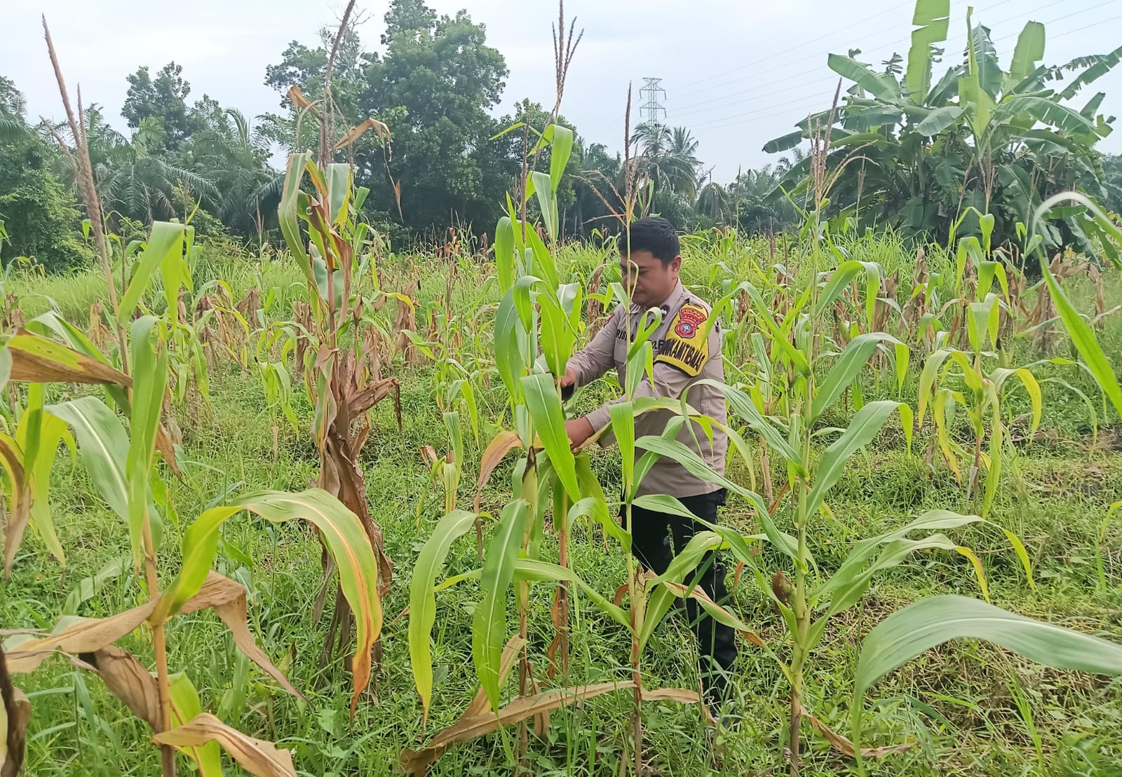 Bhabinkamtibmas Monitoring Tanaman Jagung di Lahan Ketahanan Pangan Polsek Rimba Melintang