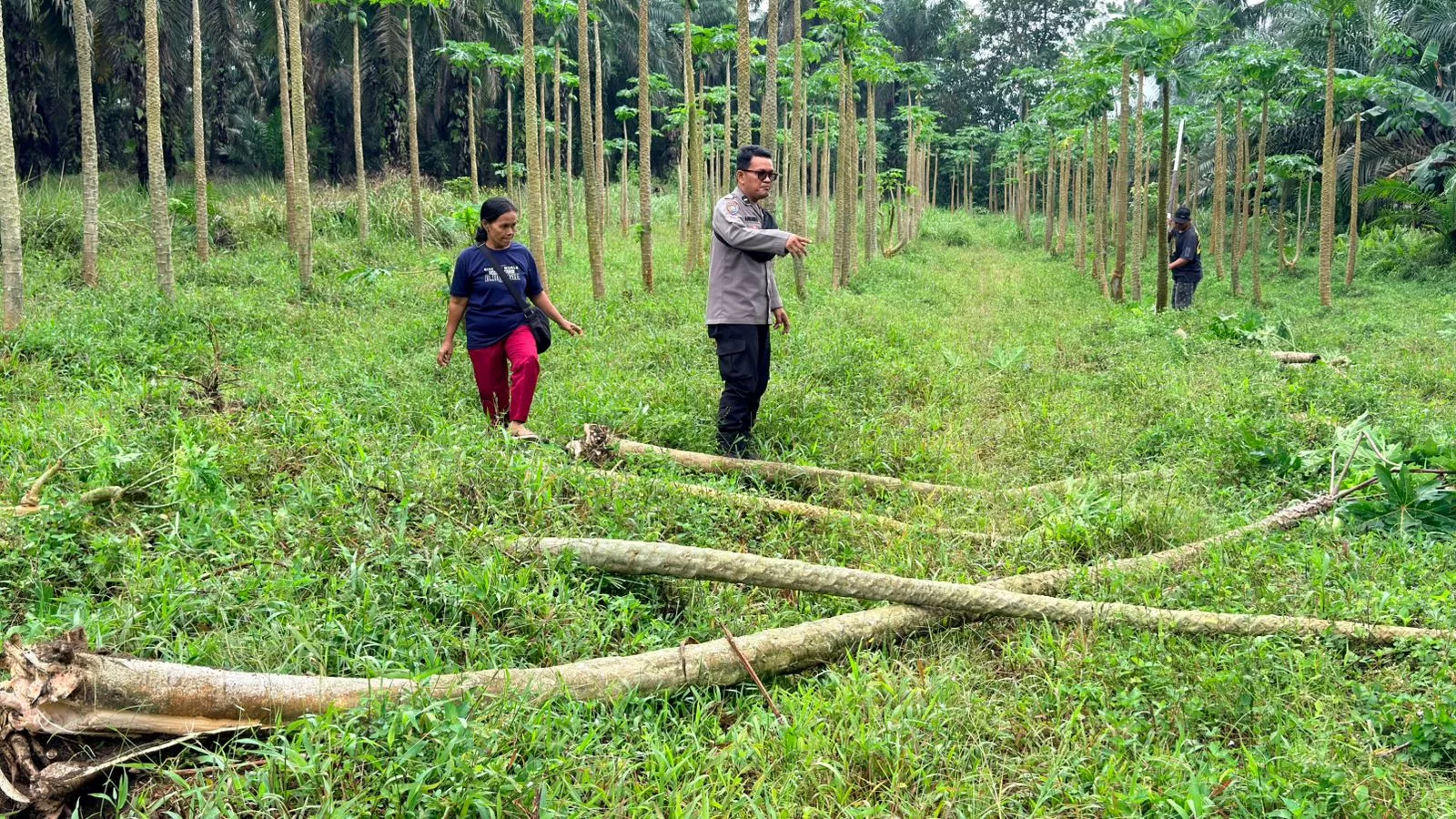 Dukung Asta Cita Presiden, Polsek Bangko Pusako Garap Lahan Jagung di Rohil