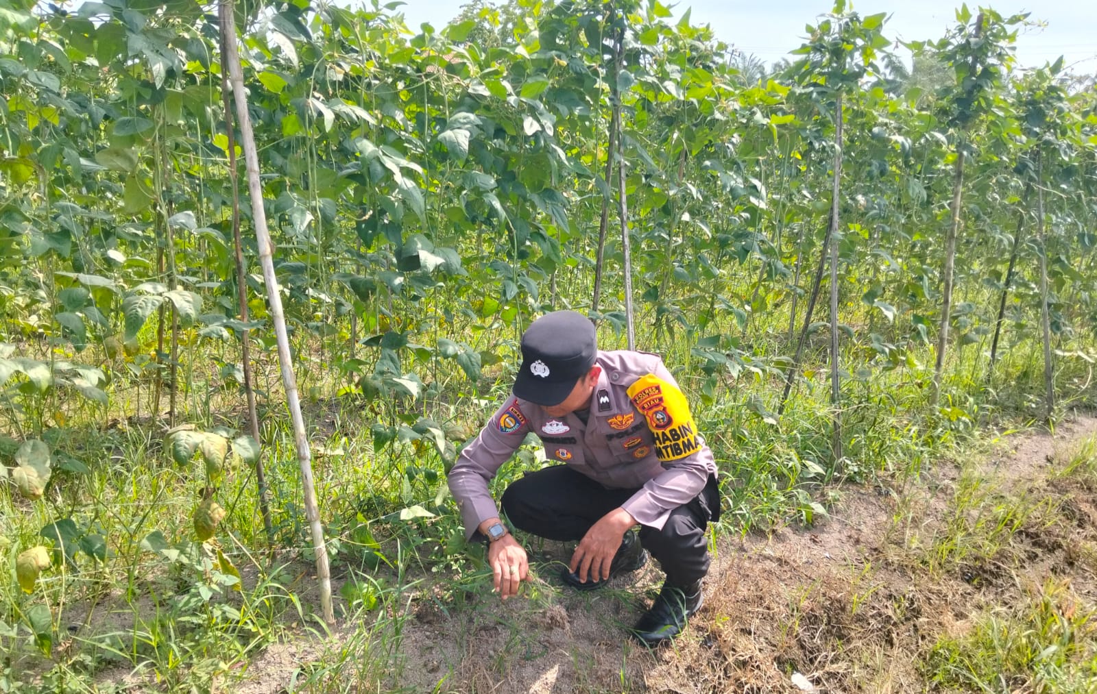 Polisi Cinta Petani, Bhabinkamtibmas Bangko Pusako Sambangi Petani Kacang Panjang