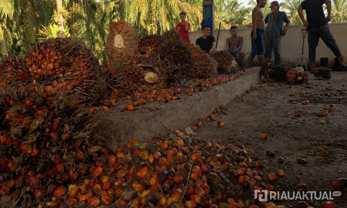 Harga TBS Kelapa Sawit Mitra Plasma di Riau Capai Rp4.011 per Kilogram
