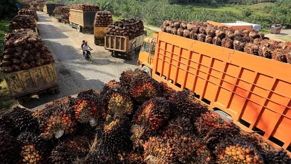 Beda dengan Plasma, Harga TBS Sawit Mitra Swadaya Riau Naik Jadi Rp 3.679,40/Kg