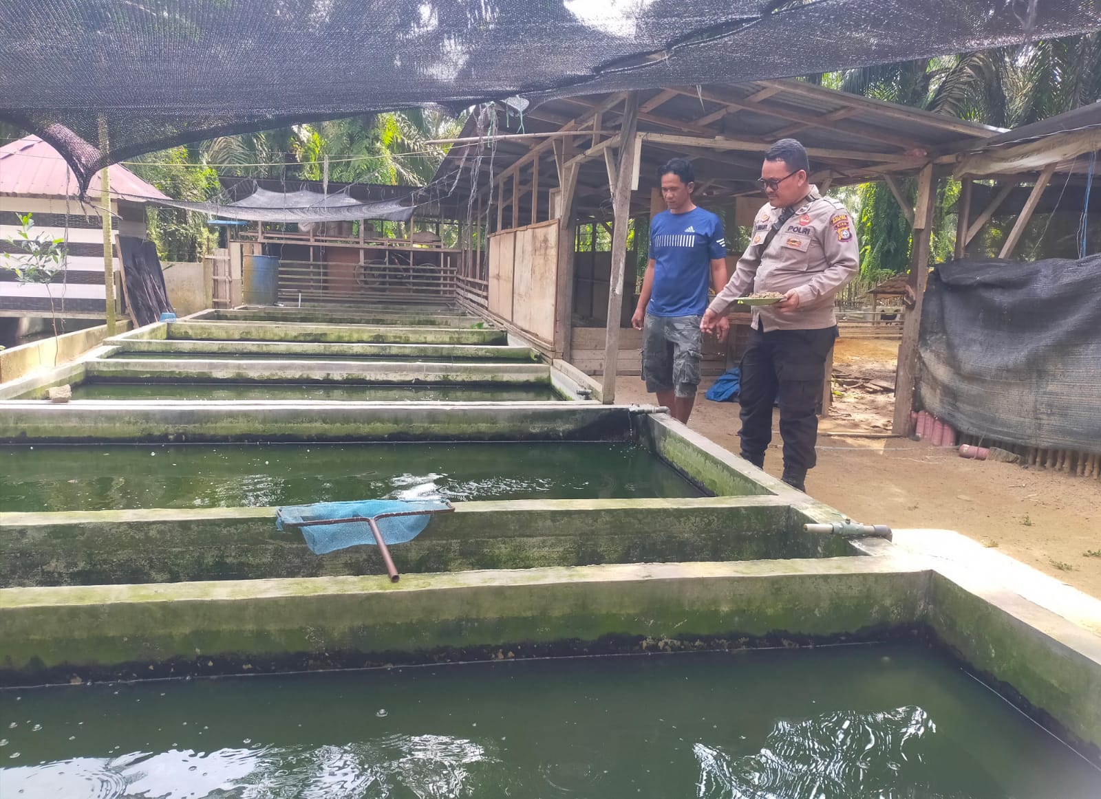 Dukung Ketahanan Pangan, Polisi di Rohil Sambangi Budidaya Lele