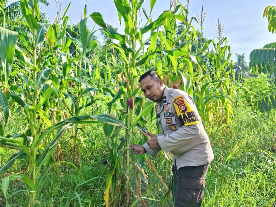 Kemarau dan Tanah Berpasir Jadi Tantangan Program Ketahanan Pangan Polsek Rimba Melintang