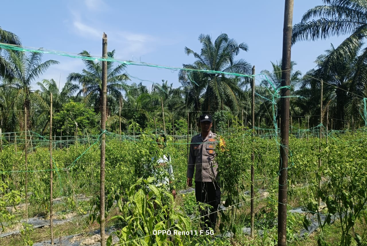 Bhabinkamtibmas Bangko Pusako Sambangi Petani, Dukung Program Ketahanan Pangan Nasional 