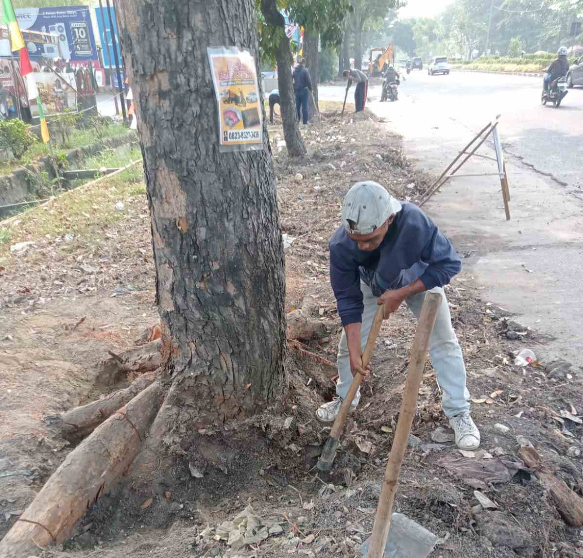 Terimbas Pelebaran Jalan, DLHK Pekanbaru Pindahkan Puluhan Pohon Pelindung ke Komplek Tenayan 