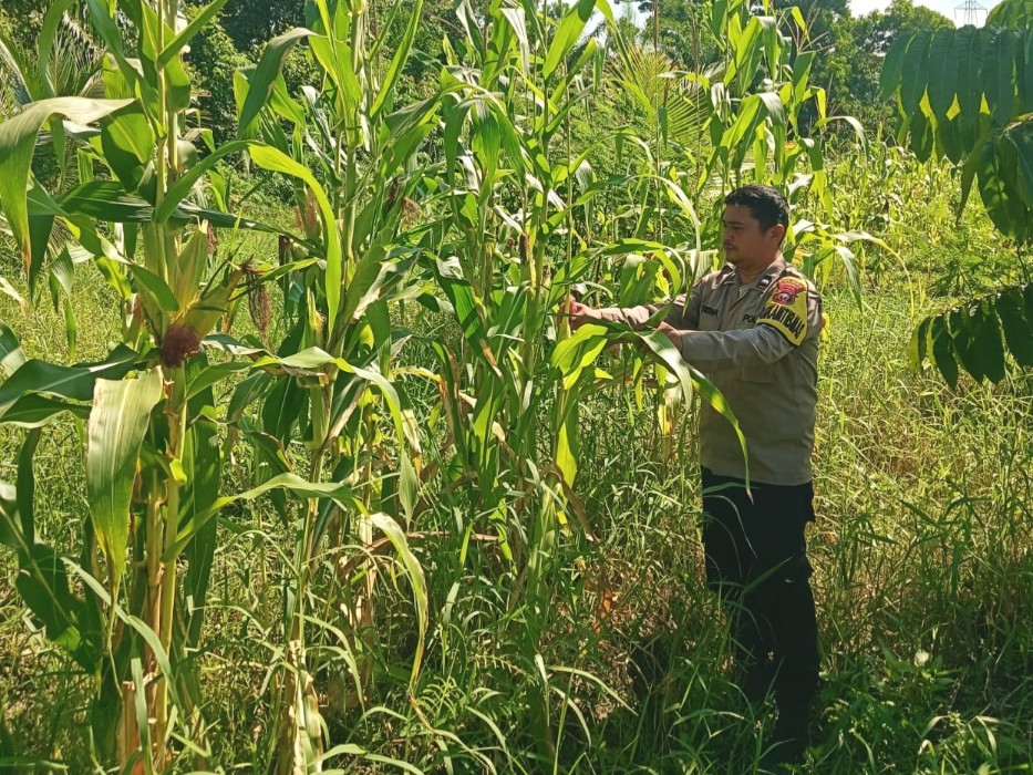 Bhabinkamtibmas Cek Pertumbuhan Jagung Program Ketahanan Pangan di Rimba Melintang