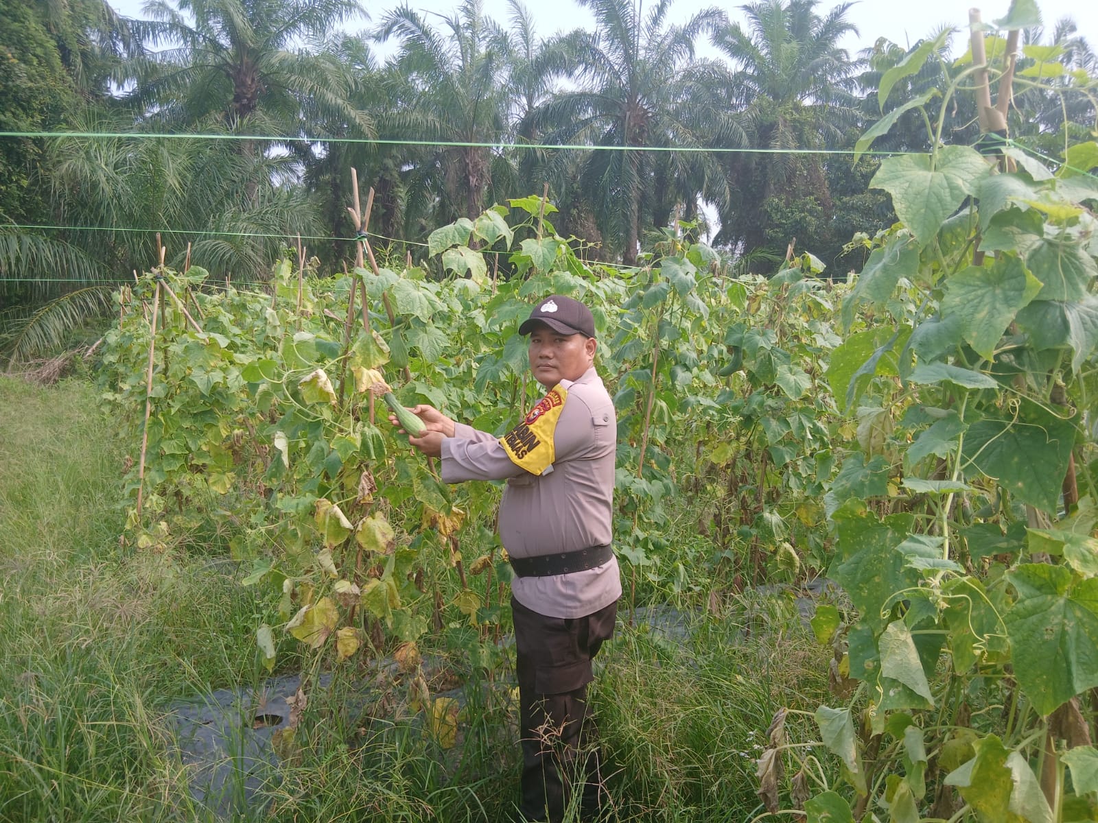 Jaga Ketahanan Pangan, Polisi Turun ke Kebun Timun Petani di Bangko Pusako
