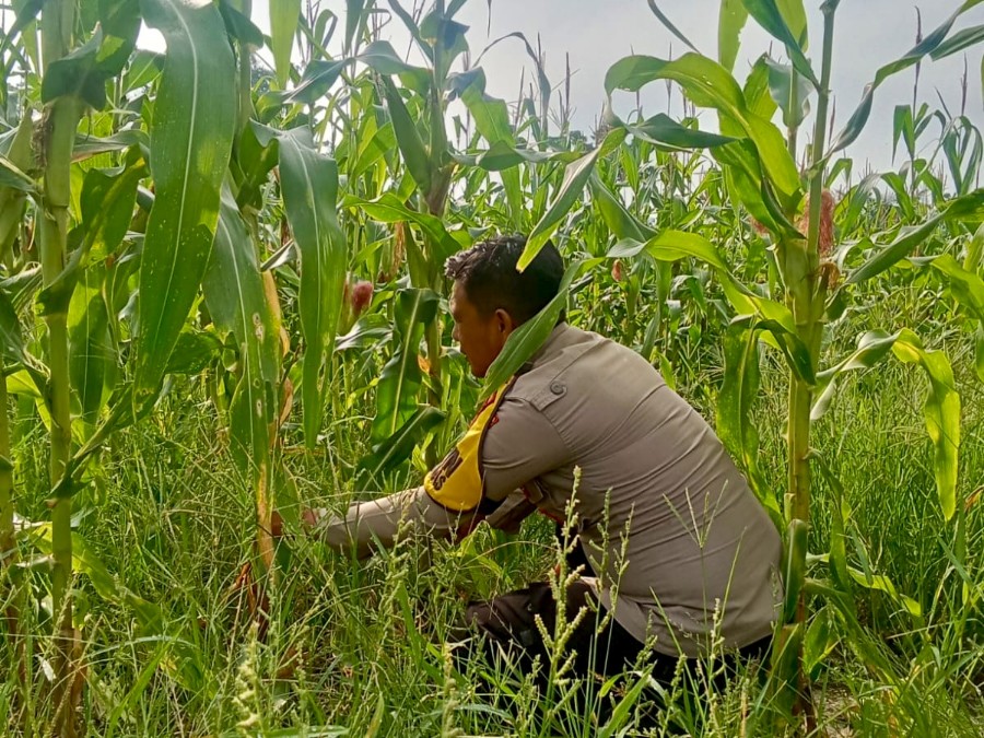 Personel Polsek Rimba Melintang Pantau Perkembangan Jagung Ketahanan Pangan di Mukti Jaya