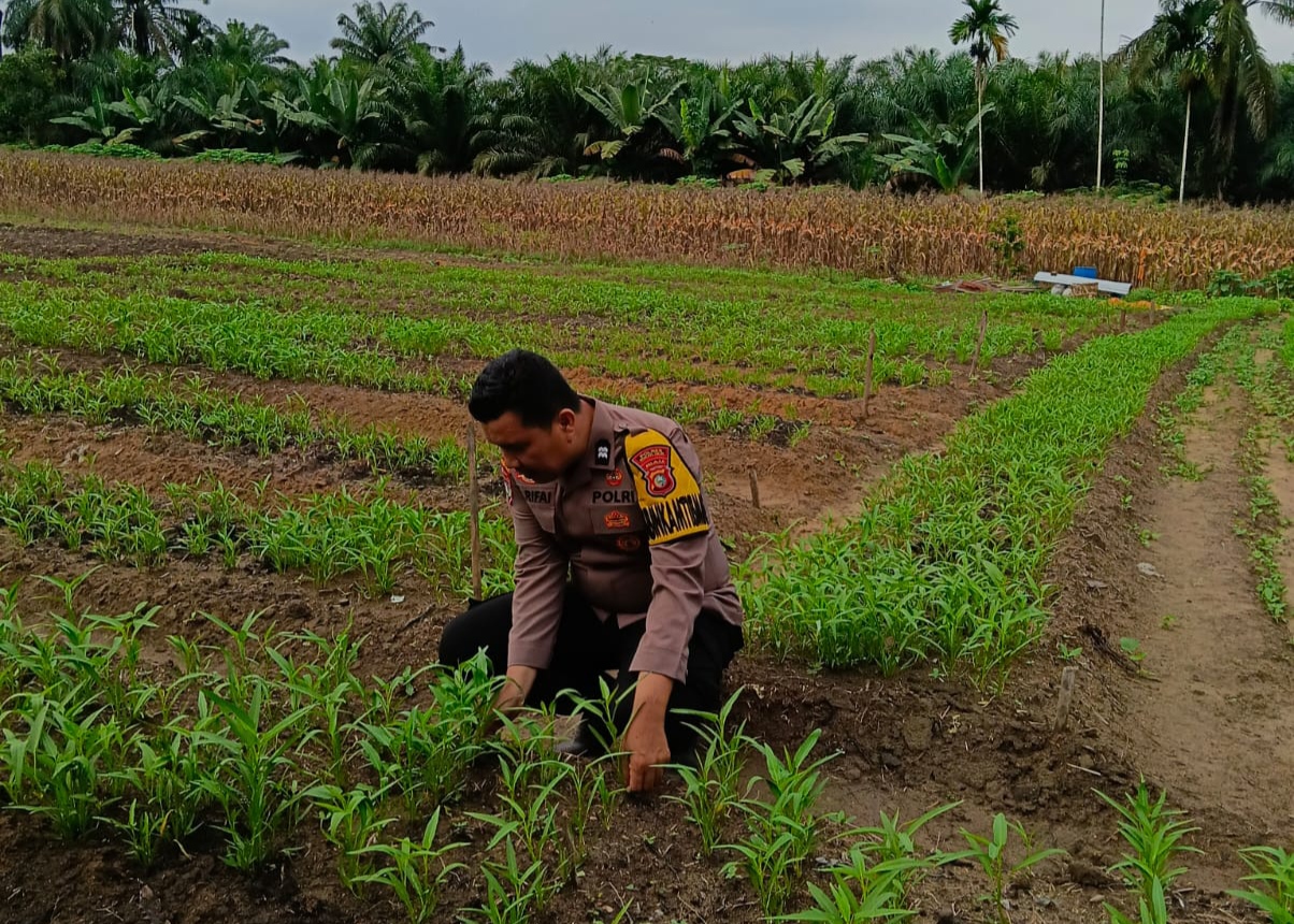 Bhabinkamtibmas Rohil Dampingi Petani Kangkung, Wujudkan Ketahanan Pangan