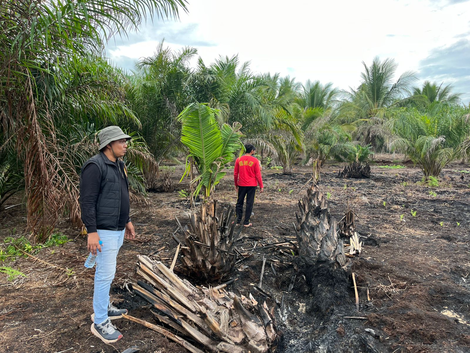 Bakar Lahan Gambut 500 Hektare, Pemuda di Pelalawan Ditangkap Polisi
