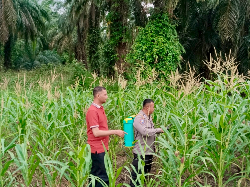 Polsek Rimba Melintang Lakukan Penyemprotan Hama dan Monitoring Jagung Ketahanan Pangan di Harapan Jaya