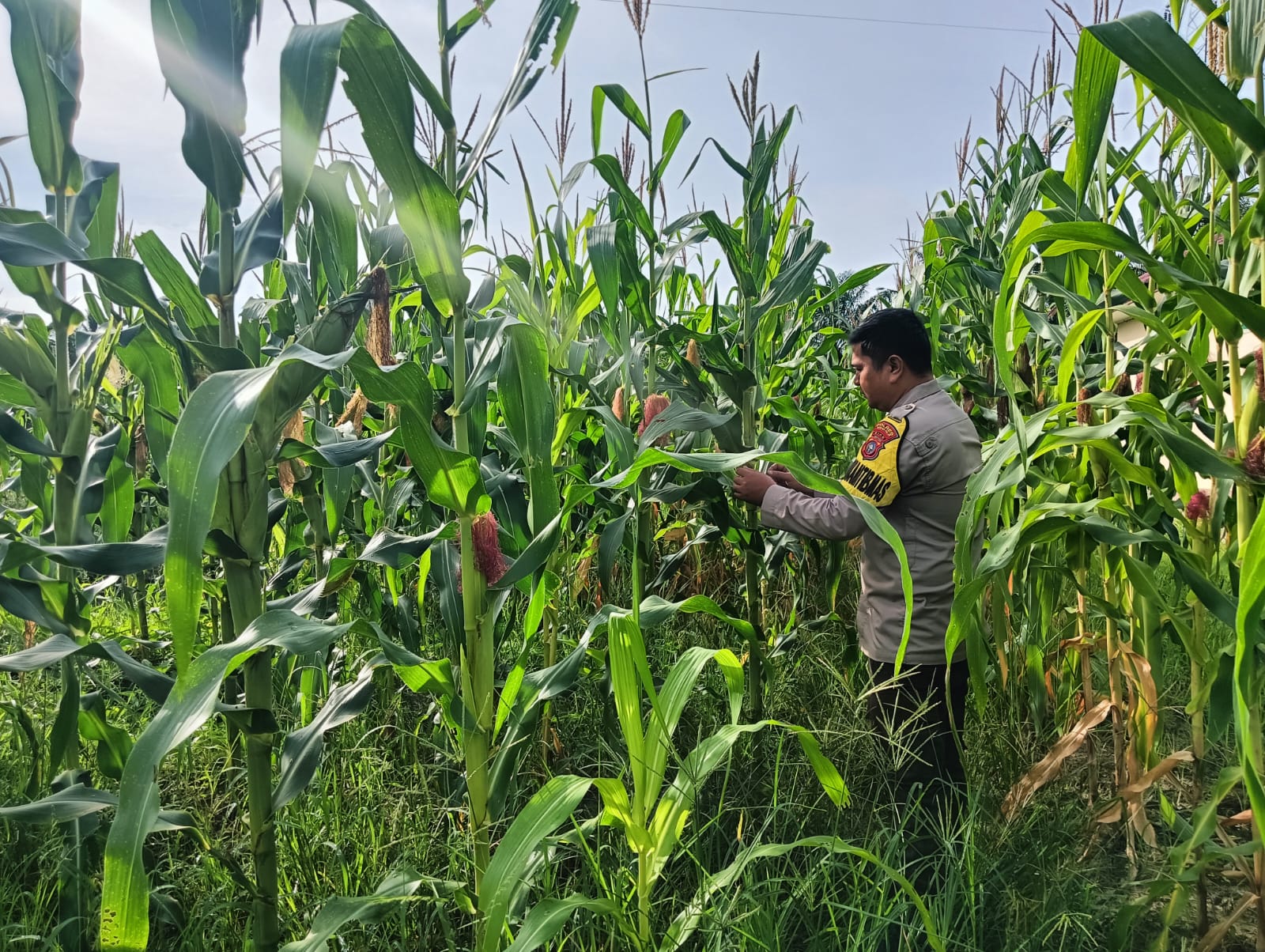 Polisi Jadikan Jagung Program Ketahanan Pangan di Rimba Melintang Rohil