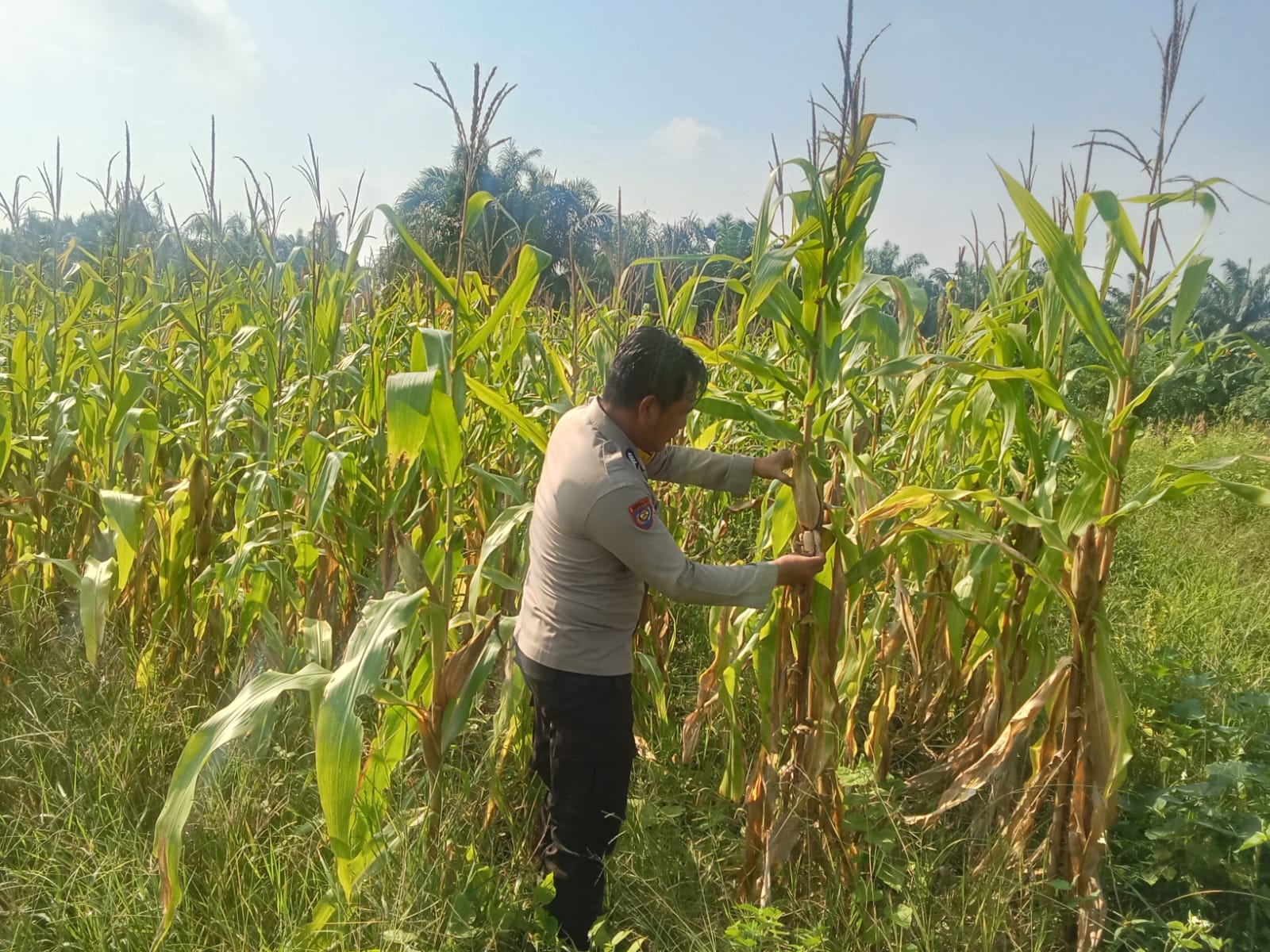 Polsek Rimba Melintang Pastikan Program Jagung Ketahanan Pangan Berjalan Optimal