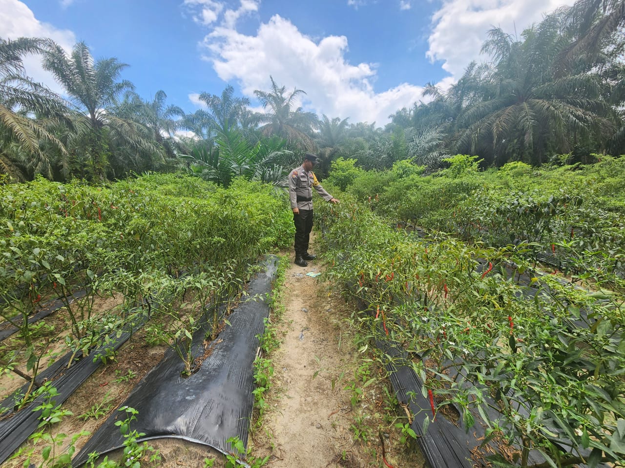 Dukung Ketahanan Pangan, Polisi Turun Langsung ke Lahan Petani Cabe di Rohil