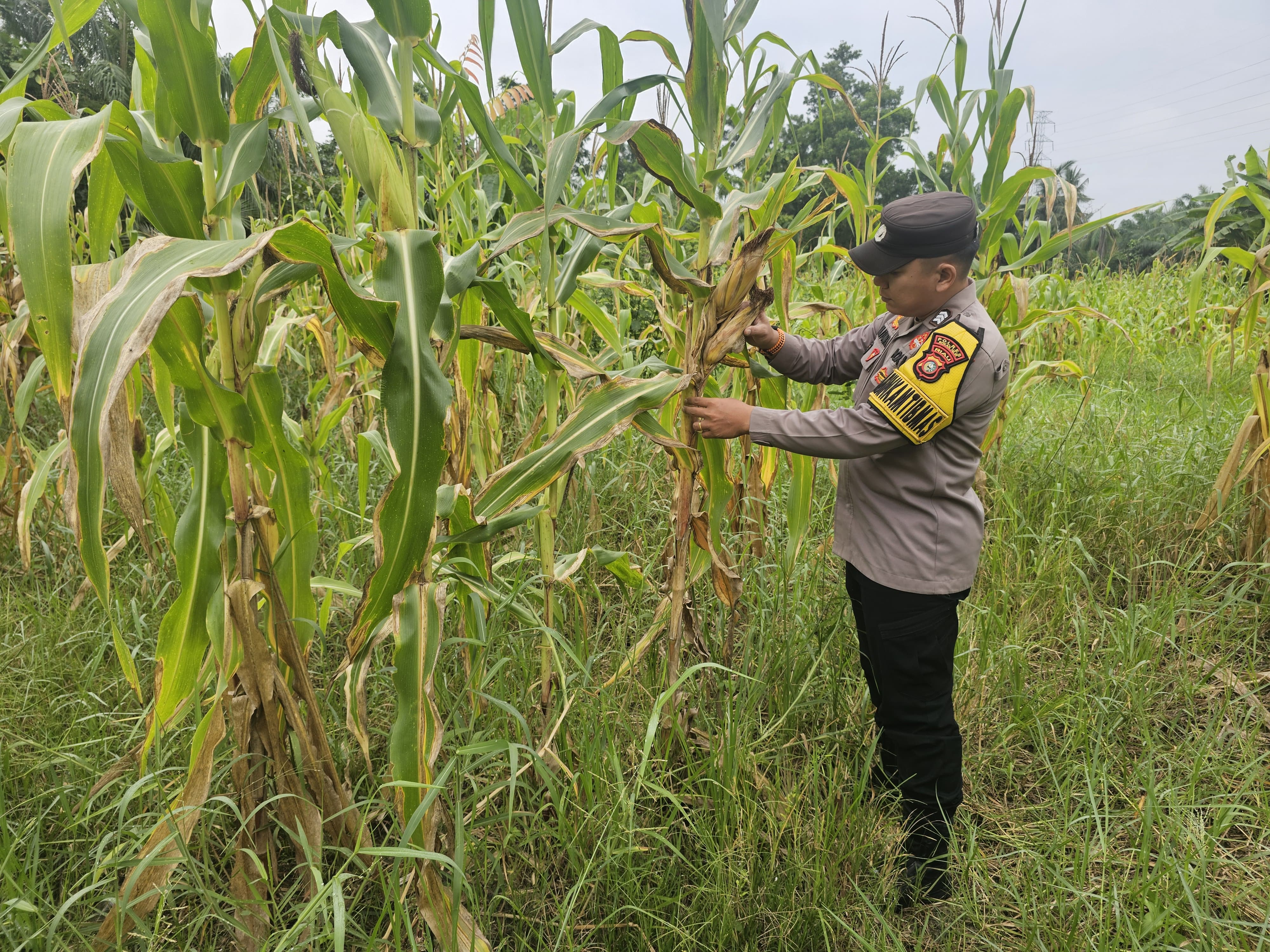 Bhabinkamtibmas Polsek Rimba Melintang Pantau Pertumbuhan Jagung Ketahanan Pangan