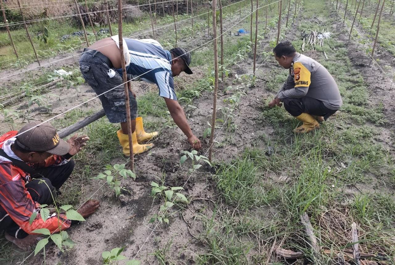 Bhabinkamtibmas di Rohil Turun ke Kebun, Dorong Petani Wujudkan Ketahanan Pangan