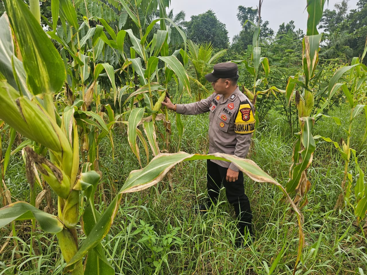 Bhabinkamtibmas Polsek Rimba Melintang Cek Perkembangan Jagung Ketahanan Pangan di PT GMR