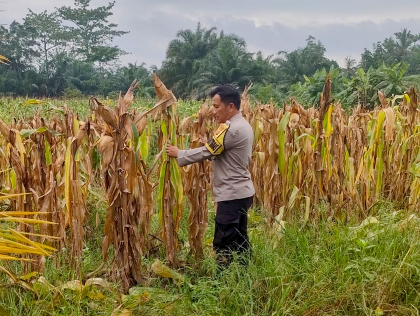 Polsek Rimba Melintang Intensifkan Monitoring Lahan Jagung Dukung Ketahanan Pangan Nasional