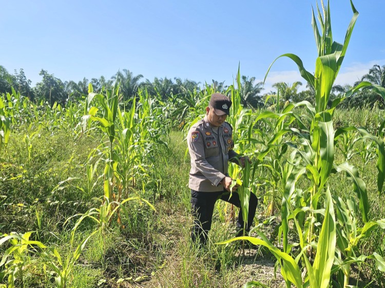 Jagung Mulai Berdaun, Polsek Rimba Melintang Intensifkan Pemantauan Ketahanan Pangan di PT GMR