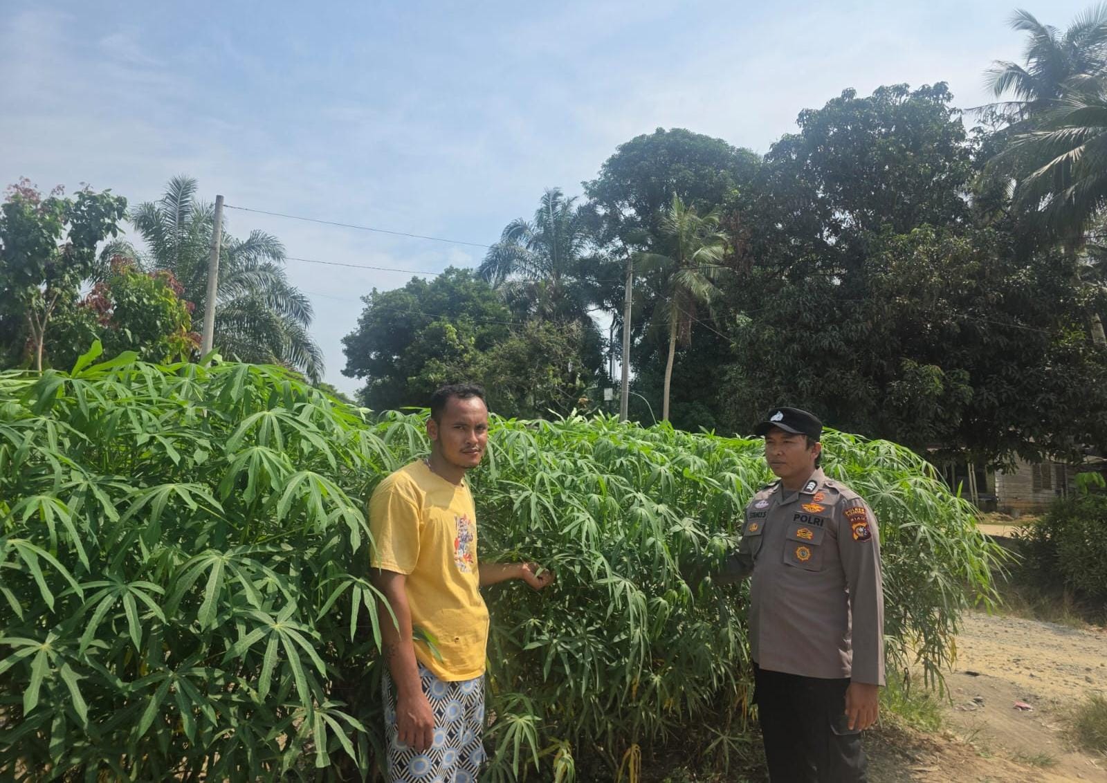 Dorong Ketahanan Pangan, Polisi Sambangi Petani Singkong di Rohil